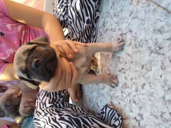 Cuccioli cane corso