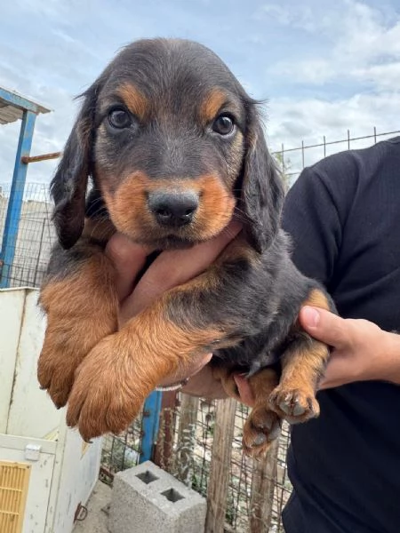 cuccioli Dachsbracke Caccia grossa e lepre | Foto 1