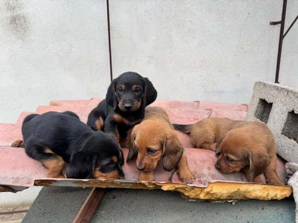 cuccioli Dachsbracke Caccia grossa e lepre | Foto 0
