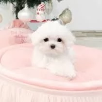 Maltese | Foto 0