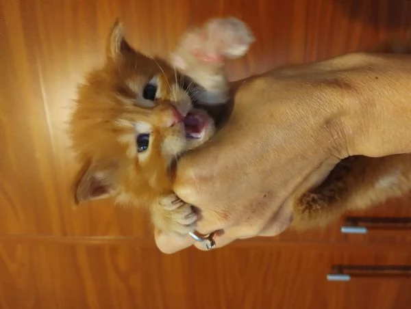 MAINECOON con pedigree  | Foto 2