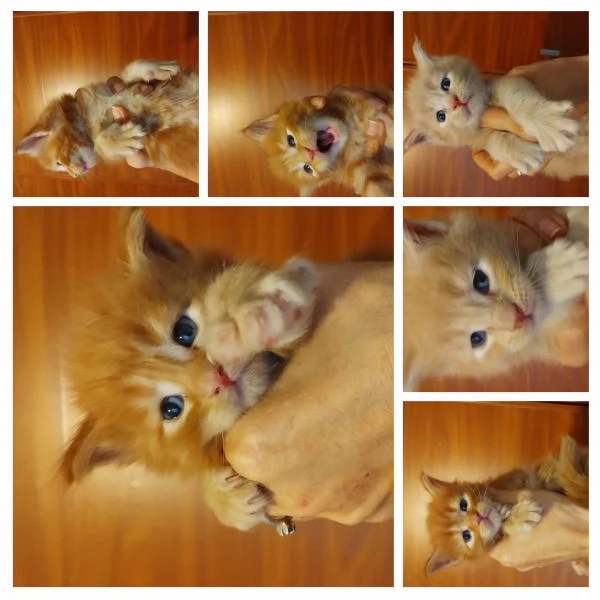 MAINECOON con pedigree 