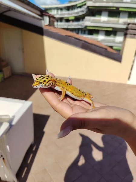 Gechi leopardini Abruzzo | Foto 0