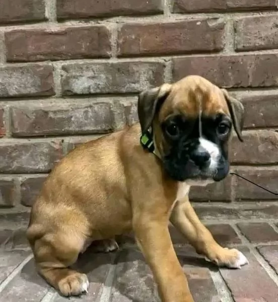 Boxer cuccioli maschio e femmina
