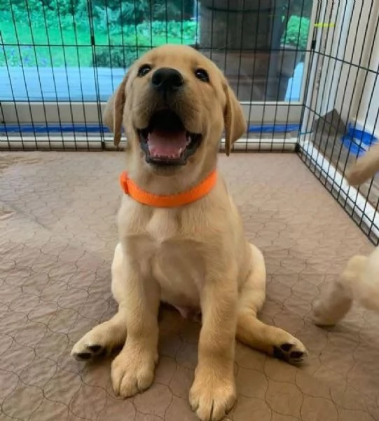  Labrador Retriever cuccioli maschio e femmina