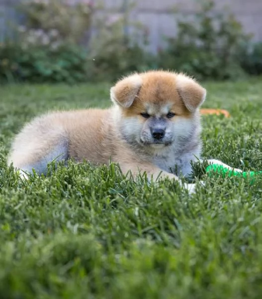 Akita Inu  cuccioli maschio e femmina