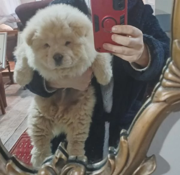 Chow chow cuccioli maschio e femmina
