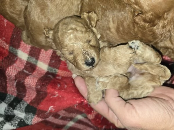 VENDO CUCCIOLI DI BARBONCINO TOY 