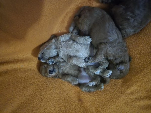 VENDO CUCCIOLI DI BARBONCINO TOY  | Foto 0