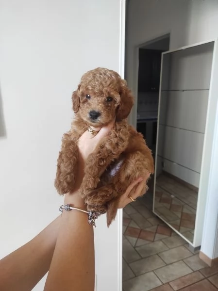 Cuccioli di Barboncino nano