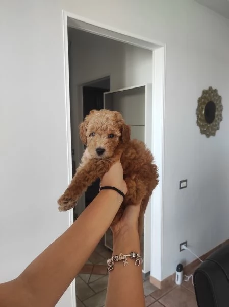 Cuccioli di Barboncino nano | Foto 0