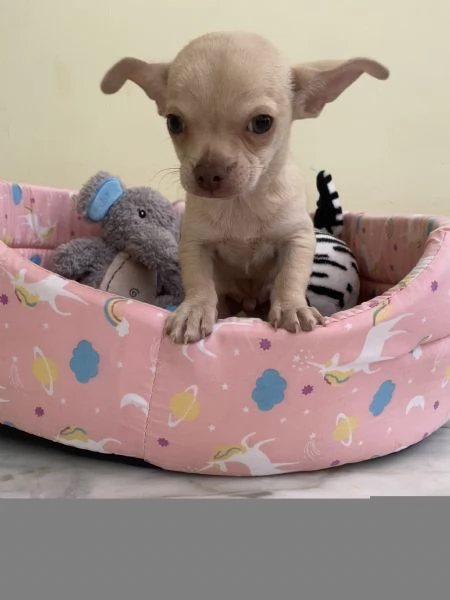 Cucciolo di chihuahua 