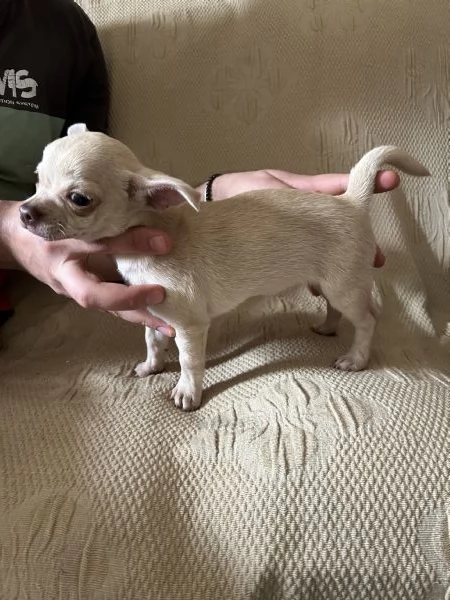 Cucciolo di chihuahua  | Foto 5
