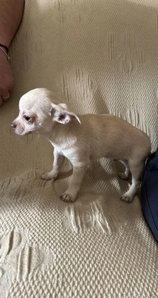Cucciolo di chihuahua  | Foto 4