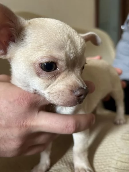 Cucciolo di chihuahua  | Foto 3