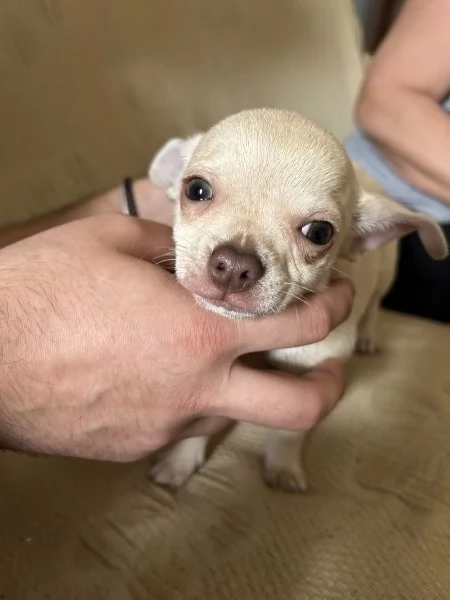 Cucciolo di chihuahua  | Foto 2