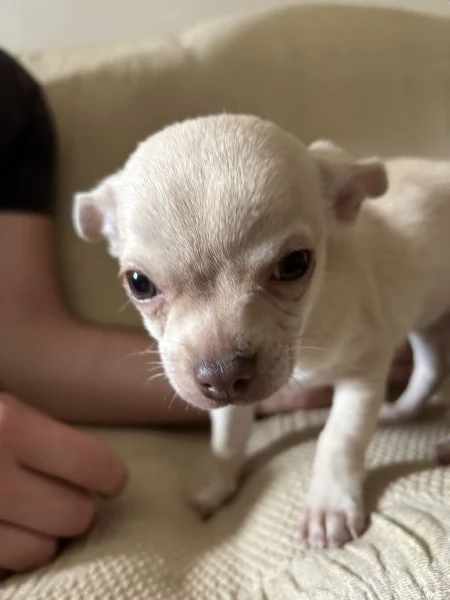Cucciolo di chihuahua  | Foto 1