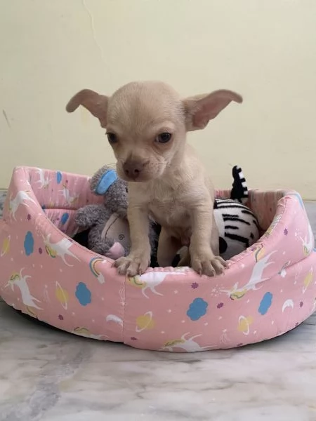 Cucciolo di chihuahua  | Foto 0