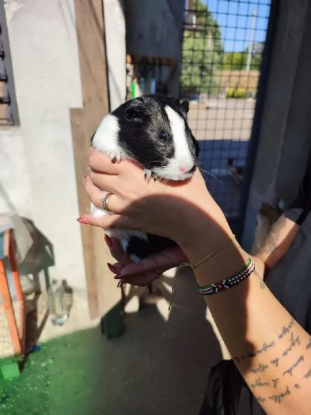 Porcellino dindia  | Foto 6