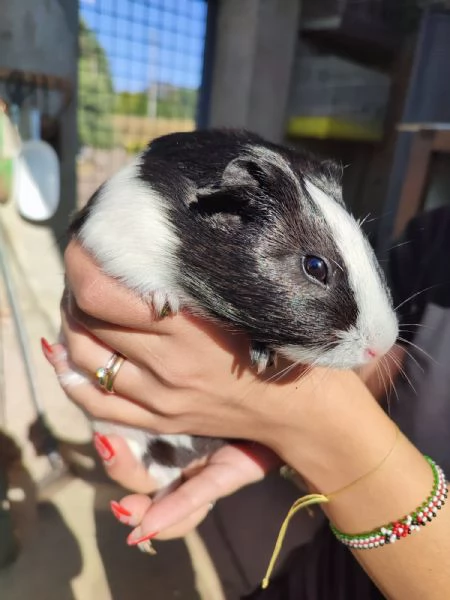 Porcellino dindia  | Foto 4