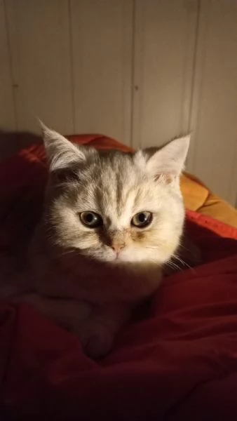 Gatto maschio sterilizzato 2 anni British Shorthair 
