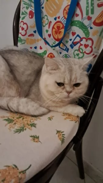 Gatto maschio sterilizzato 2 anni British Shorthair  | Foto 1