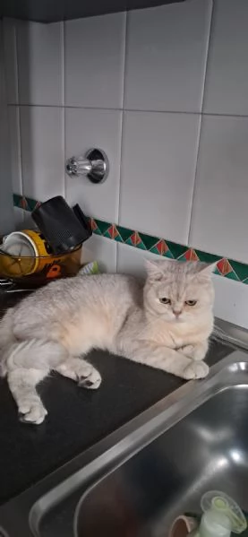 Gatto maschio sterilizzato 2 anni British Shorthair  | Foto 0