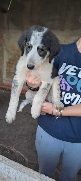 Cucciole mix maremmano in regalo