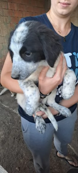 Cucciole mix maremmano in regalo | Foto 2