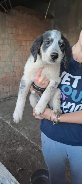 Cucciole mix maremmano in regalo | Foto 1