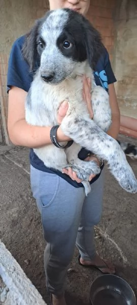 Cucciole mix maremmano in regalo | Foto 0