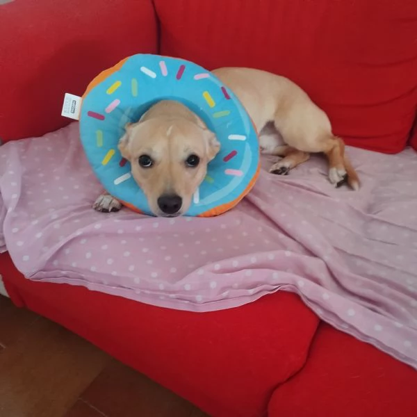 Regalo fantastico ed affettuoso maschietto Wolf | Foto 4