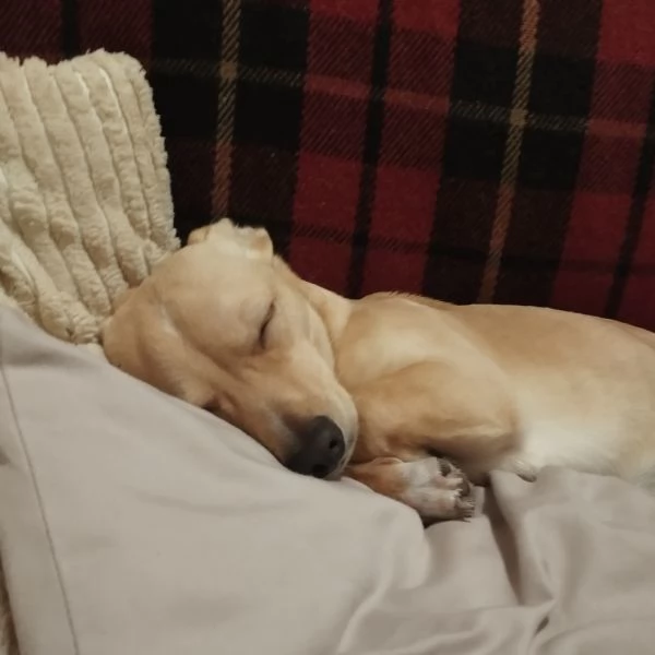 Regalo fantastico ed affettuoso maschietto Wolf