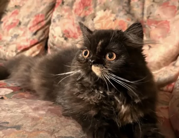 Cucciole gatto persiano  | Foto 0