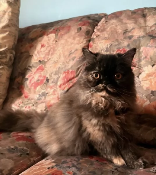 Cucciole gatto persiano 