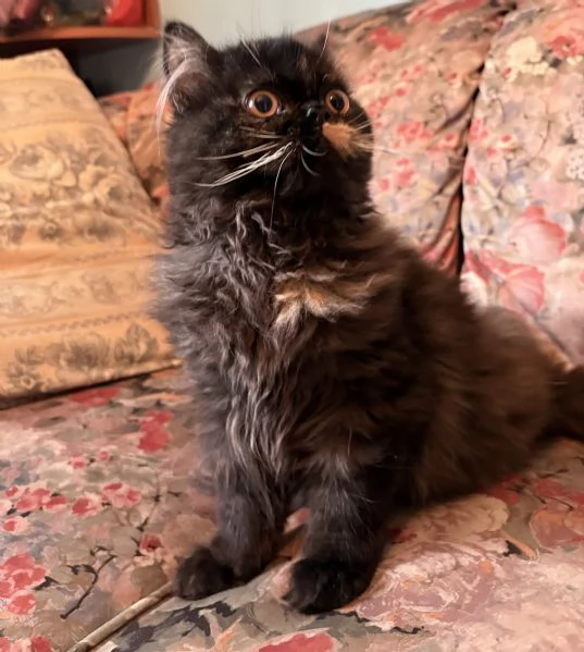 Cucciola gatto persiano Palermo  | Foto 0