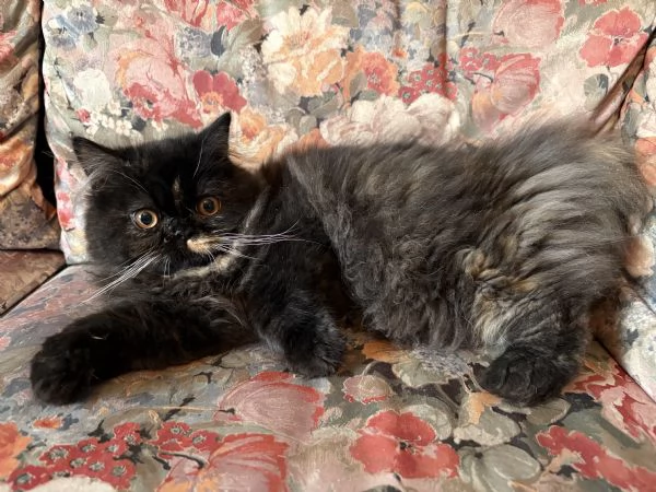 Cucciola gatto persiano Palermo 