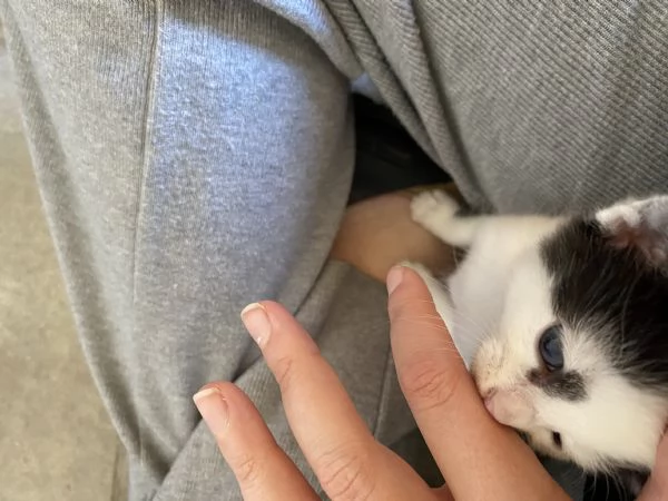 Regalo gattino