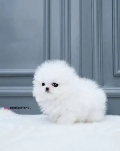 Pomeranian