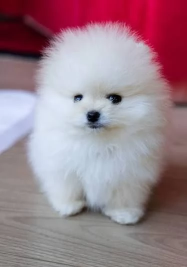 Pomeranian | Foto 0