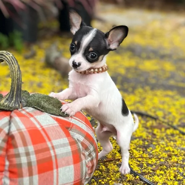Chihuahua Toy cuccioli maschio e femmina