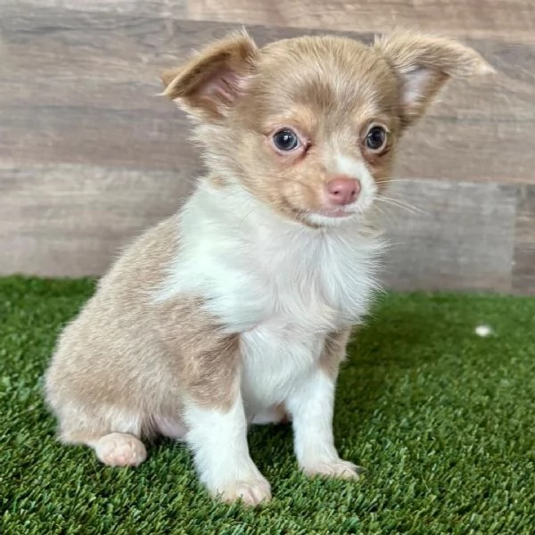 Chihuahua Toy cuccioli maschio e femmina | Foto 0