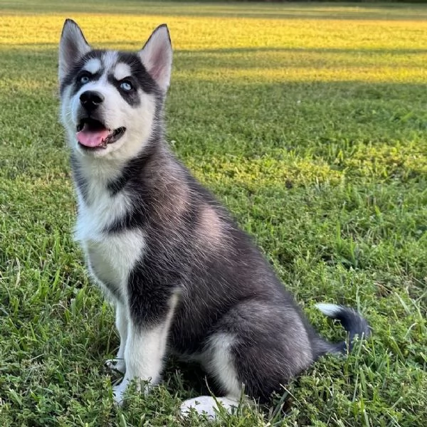 Siberian Husky cuccioli maschio e femmina