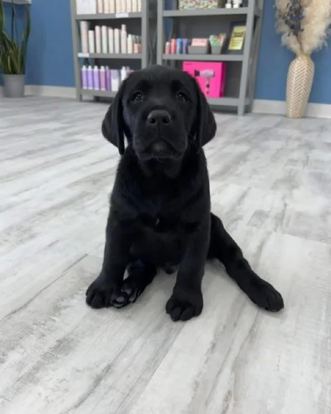  Labrador Retriever cuccioli maschio e femmina | Foto 1
