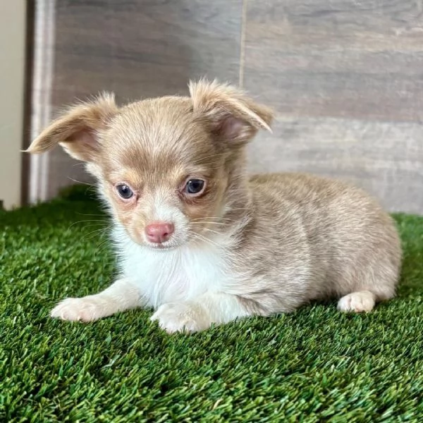 Chihuahua Toy cuccioli maschio e femmina | Foto 0