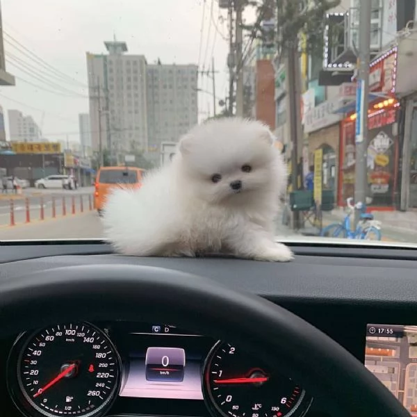  Pomeranian Toy cuccioli maschio e femmina | Foto 1