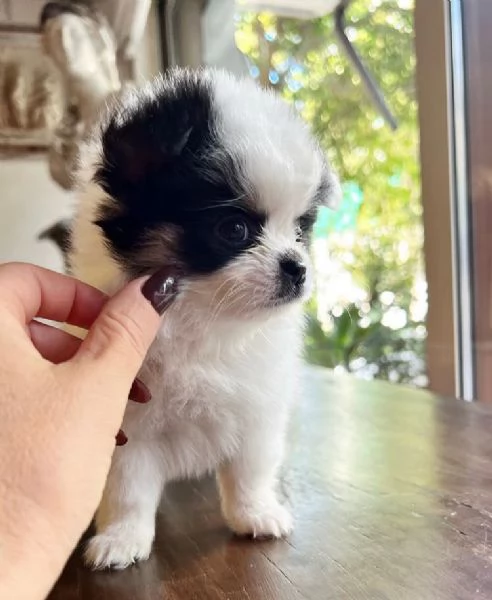  Pomeranian Toy cuccioli maschio e femmina