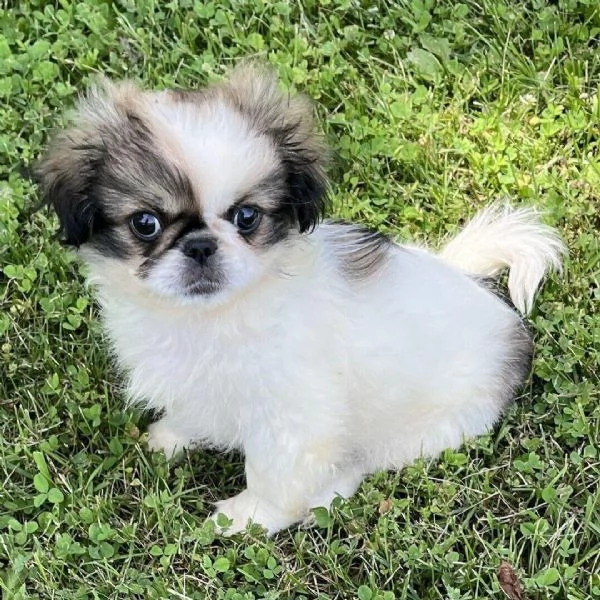 Pechinese cuccioli maschio e femmina