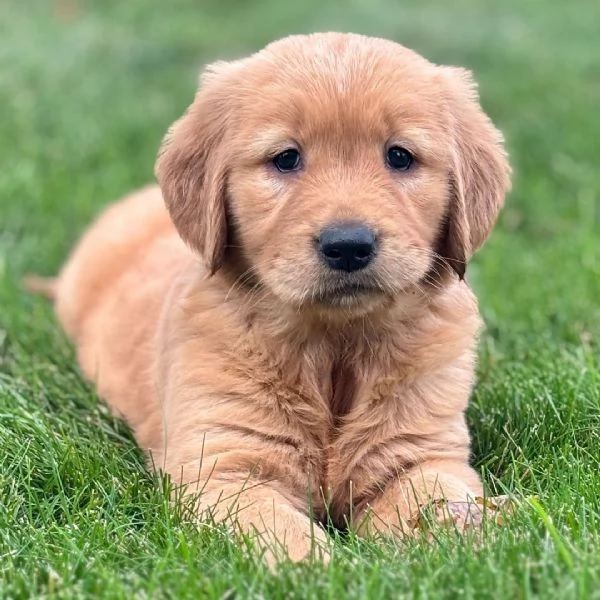 Golden retriever cuccioli maschio e femmina