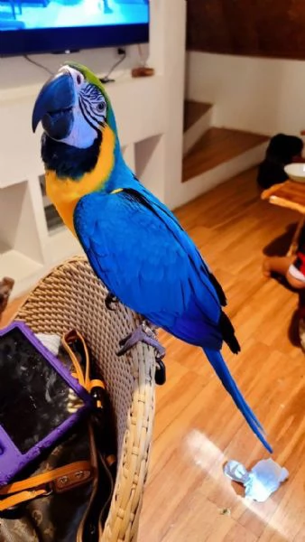 Pappagallo Ara Ararauna giallo e blu | Foto 1